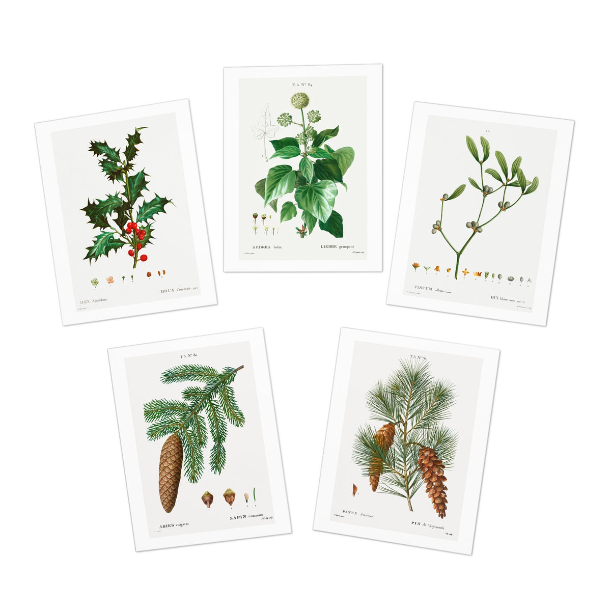 Botanical Print Holiday Cards
